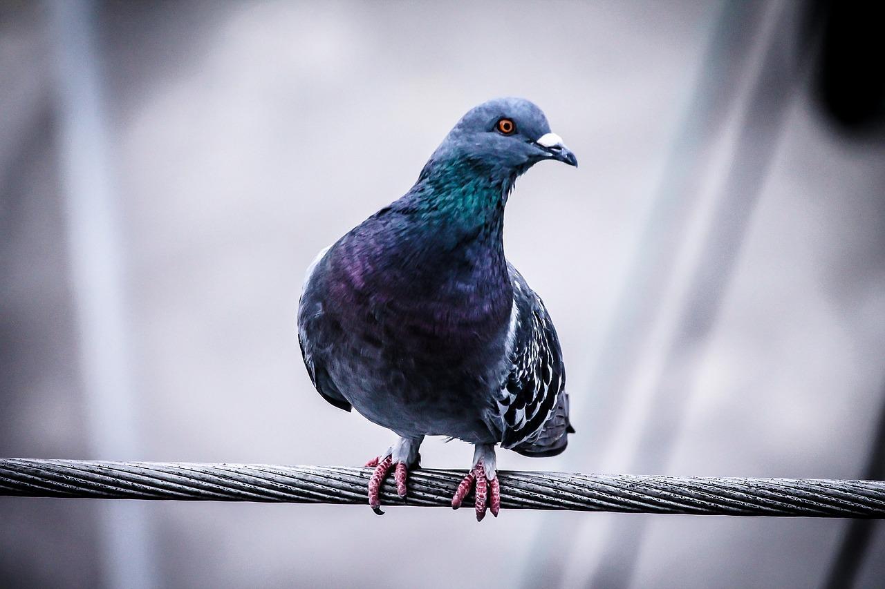 Pigeon voyageur en vol dans un ciel dégagé