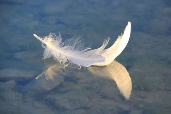 Plume blanche flottant sur l'eau