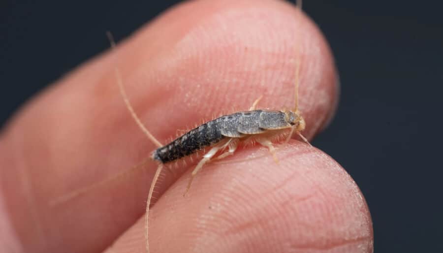 Ce petit insecte argenté chez vous pourrait bien être un signe que vous négligez