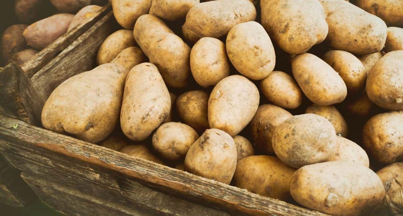 Garder ses pommes de terre plus longtemps : trois astuces simples pour stopper la germination