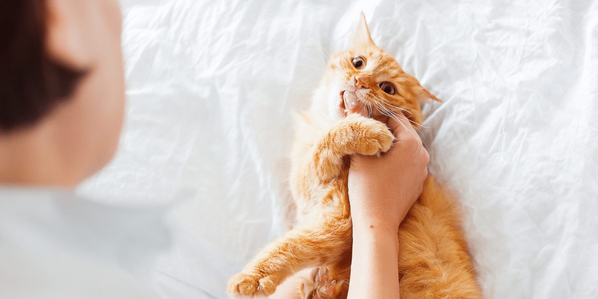 Chat recevant des caresses, l'air à la fois détendu et tendu