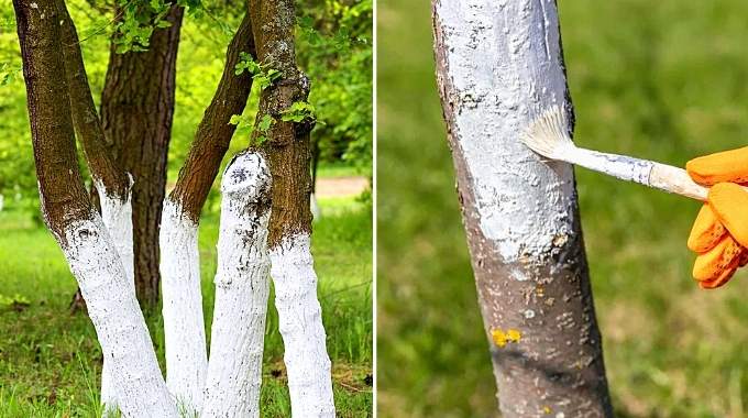 Comparaison d'un tronc d'arbre peint en blanc et d'un tronc non traité