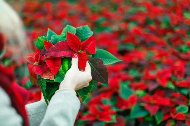 Poinsettia aux feuilles colorées dans un intérieur