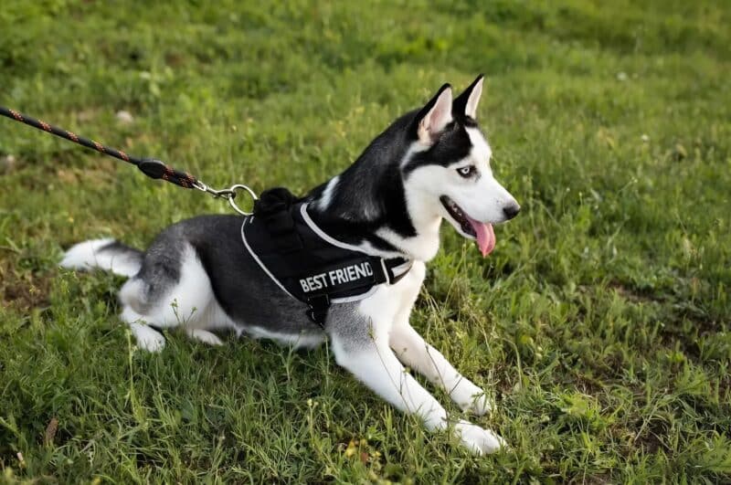 Le flair d’une chienne d’assistance déstabilise tout un terminal : ce qu’elle a débusqué dans une poussette a glacé les témoins