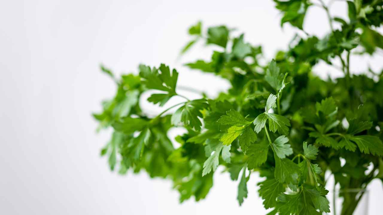 Persil frais lavé et préparé pour la conservation