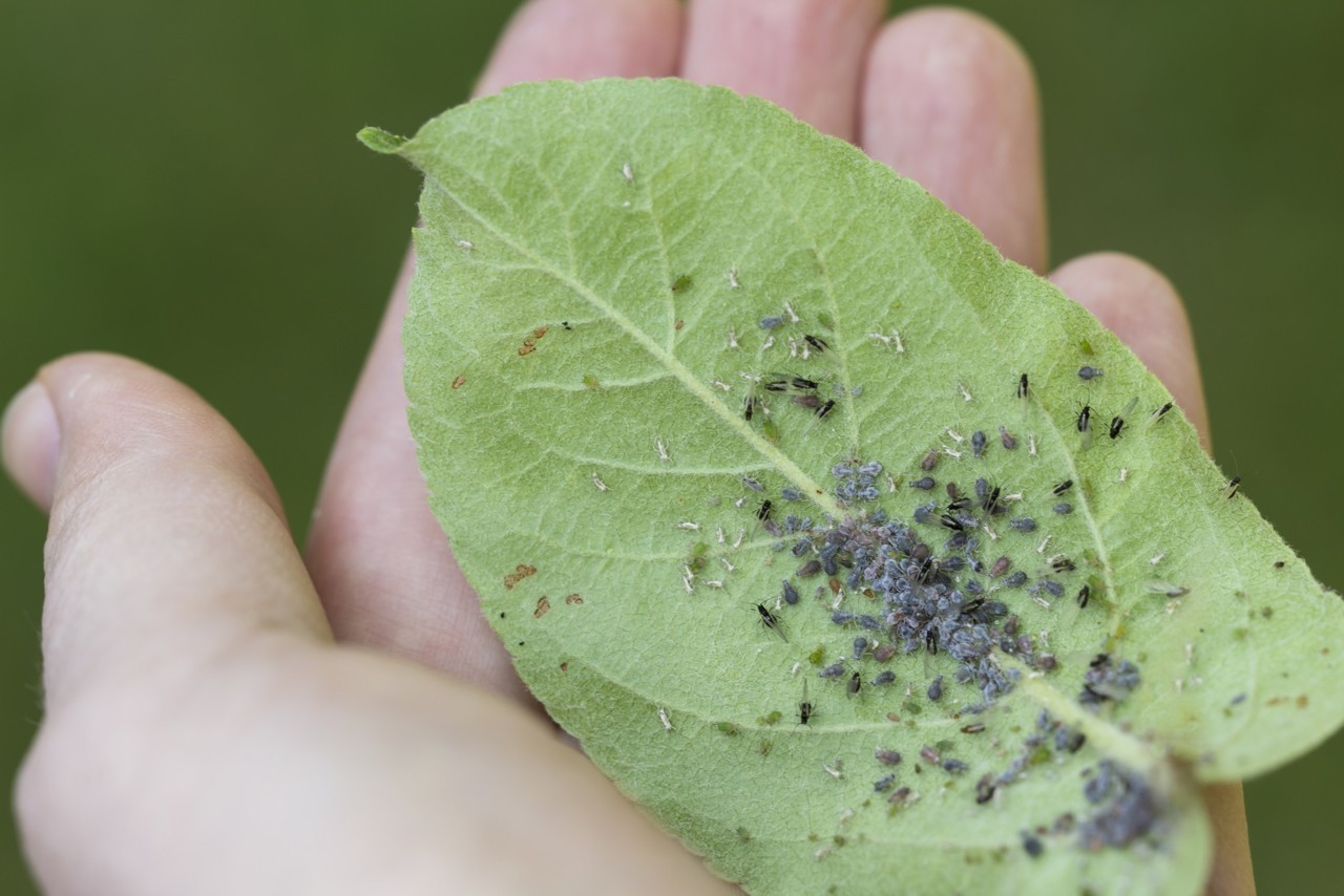 Feuille attaquée par des pucerons