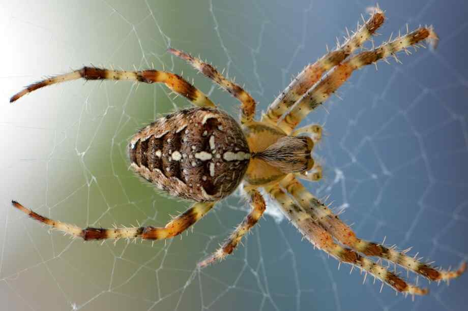 Durée de vie d'une araignée domestique
