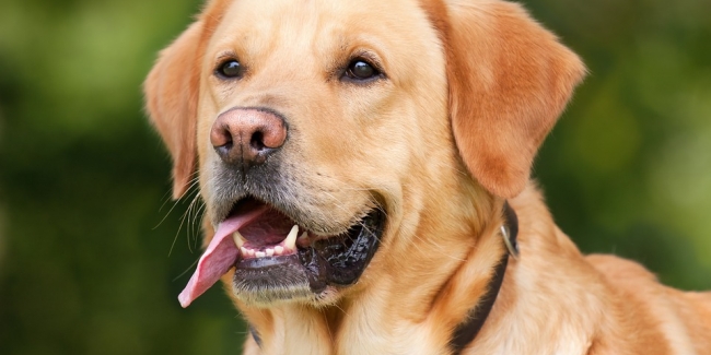 Chien berger allemand
