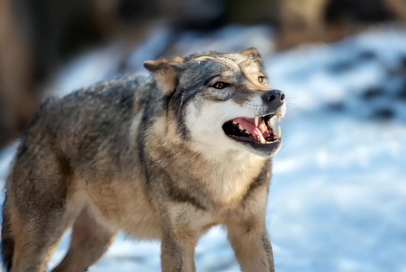 Une meute de loups observant à distance