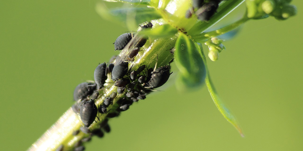 Préparation anti-pucerons maison