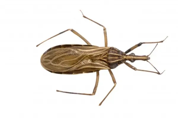 Rhodnius Prolixus sur une feuille