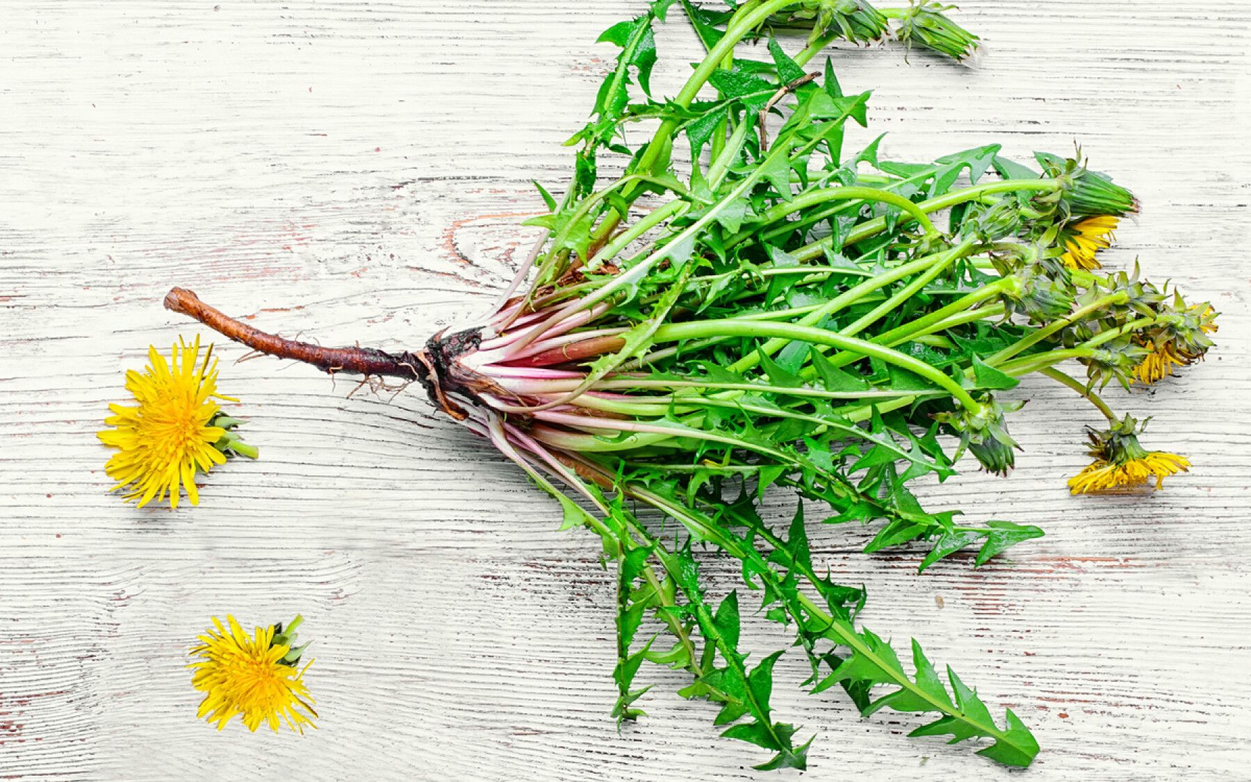 Racines de pissenlit fraîchement récoltées, vue de dessus