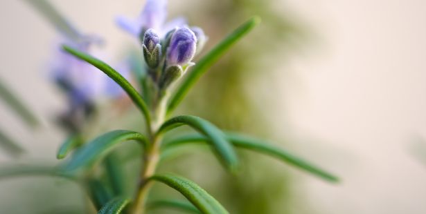 Branche fleurie de romarin sur un fond naturel