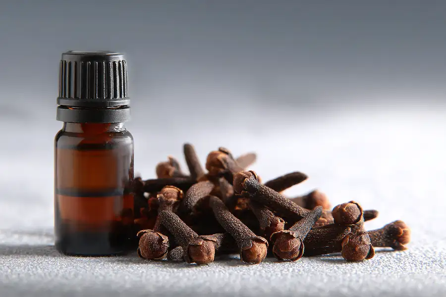 Différentes formes de clous de girofle : entiers, moulus et huile essentielle