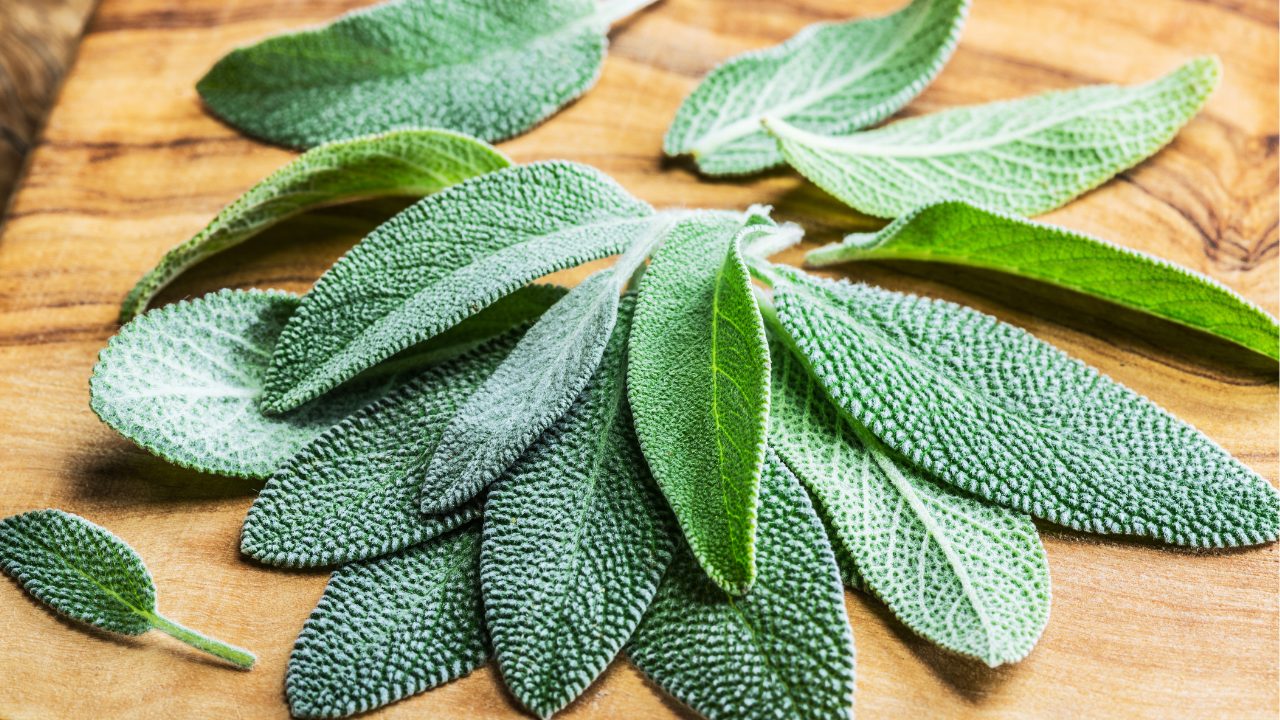 Tisane de sauge dans une tasse