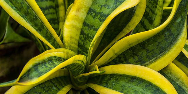 Sansevieria dans un intérieur lumineux