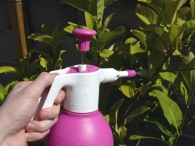 Utilisation du savon noir au jardin