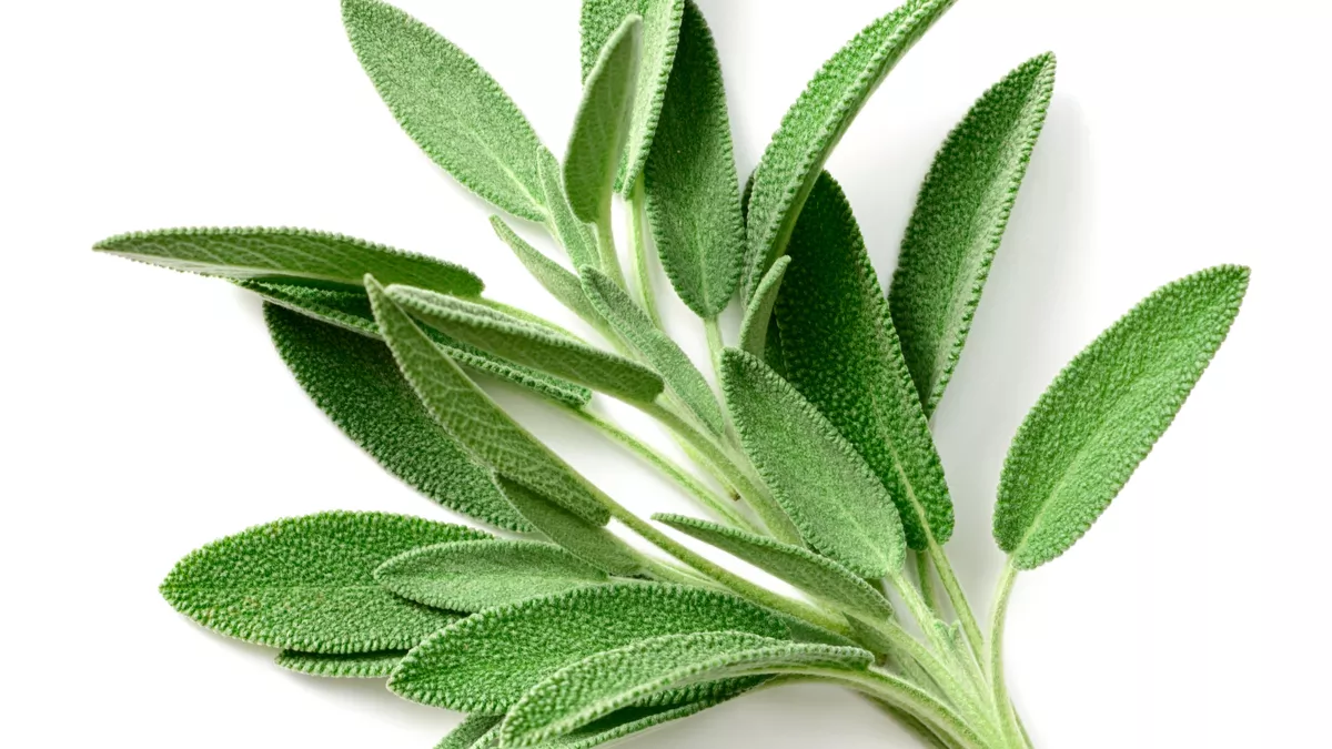 Pot de sauge sur un rebord de fenêtre, avec des insectes qui s'éloignent