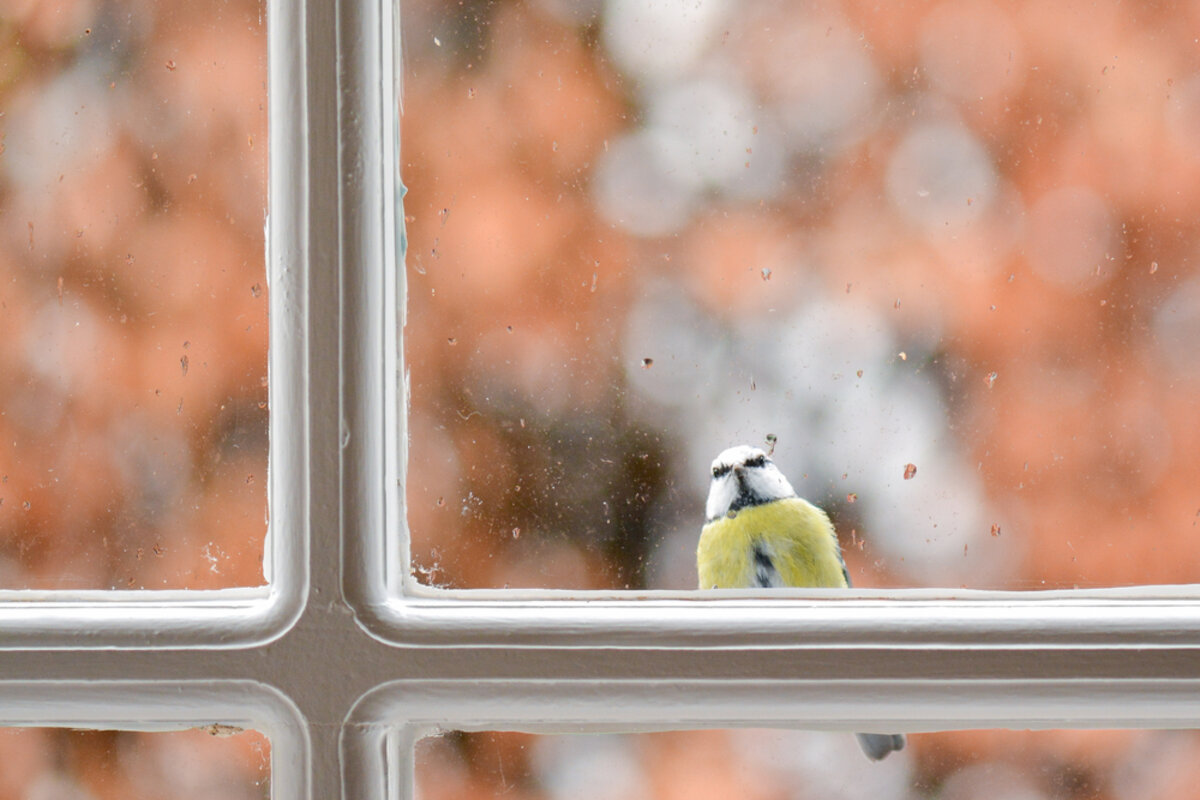Personne souriante observant un oiseau à la fenêtre avec sérénité