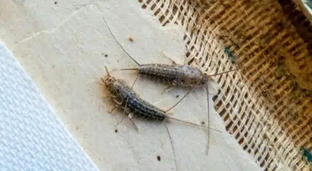 Ce petit insecte argenté chez vous pourrait bien être un signe que vous négligez