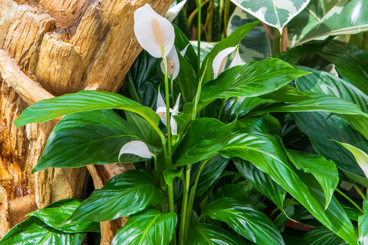 Spathiphyllum ou lis de la paix en pot, avec ses fleurs blanches élégantes