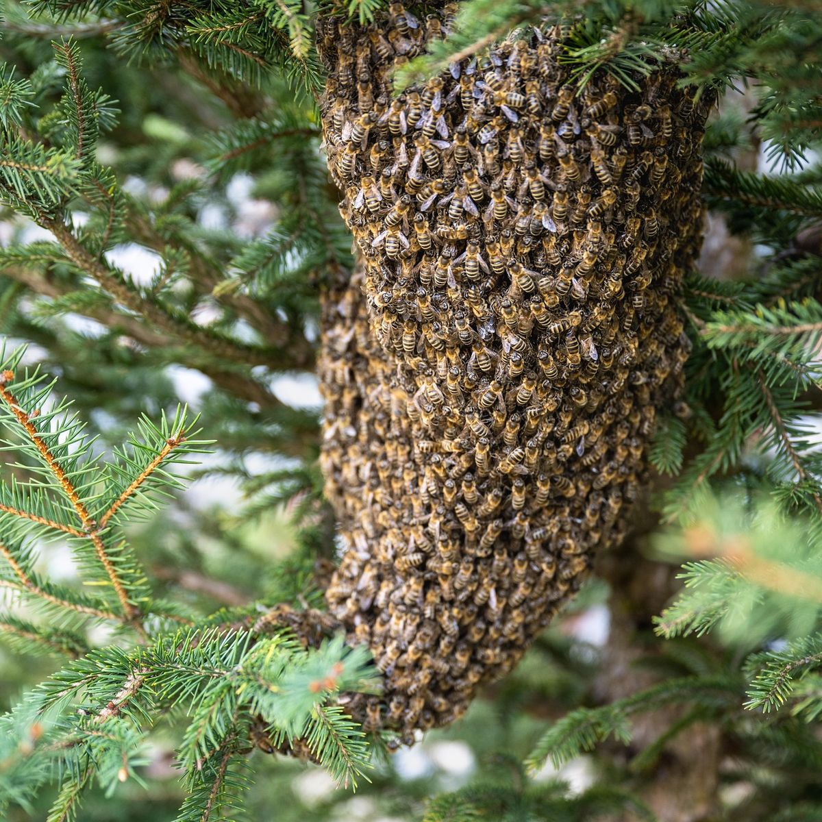 Essaim d'abeilles volant dans la lumière du soleil