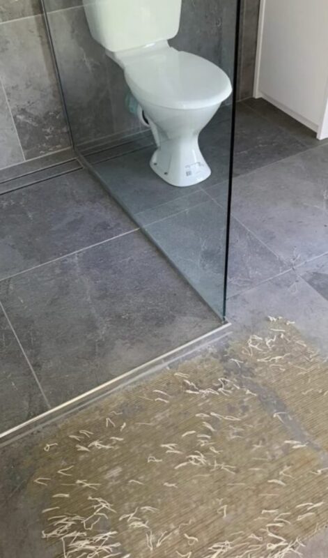 Tapisserie de salle de bain : quand l'humidité se transforme en fausse invasion de vers