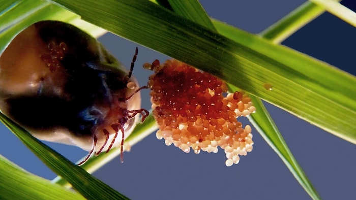 Gros plan sur un amas d'œufs de tiques sur une feuille