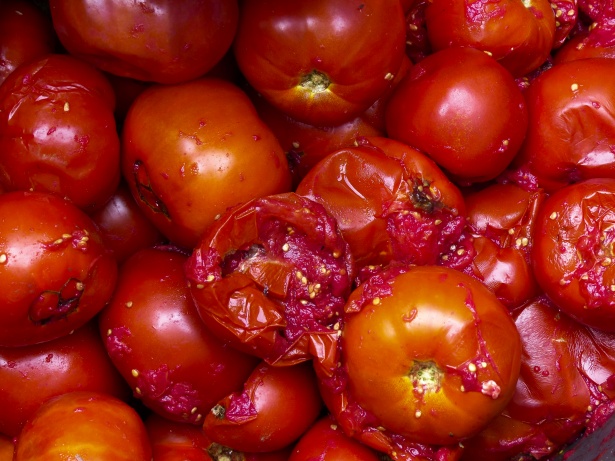 Tomates mûres prêtes à être utilisées pour les semis