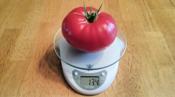 Trois gestes simples pour repérer les tomates vraiment mûries au soleil