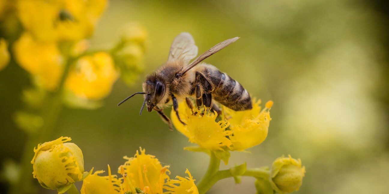 Représentation artistique d'une abeille totem