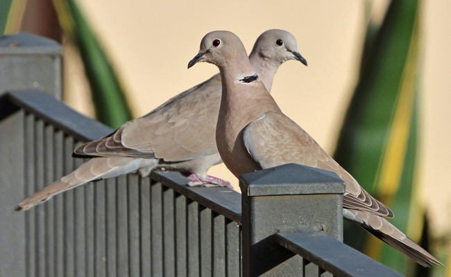 Tourterelles en couple
