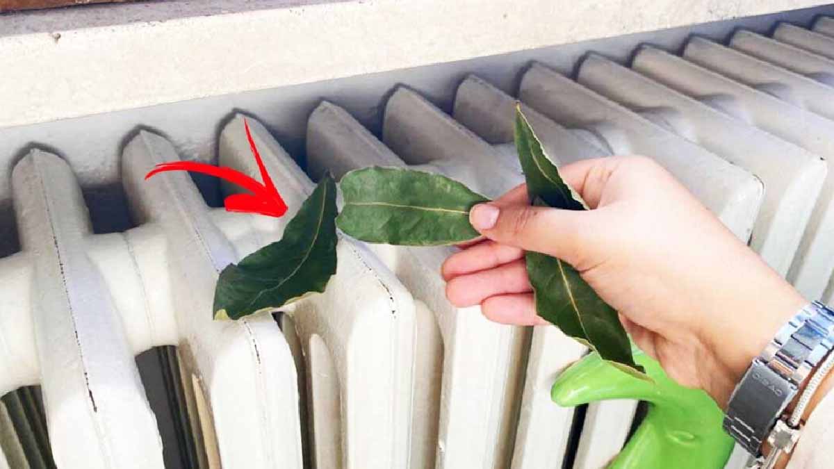 Feuilles de laurier posées sur un radiateur en fonte