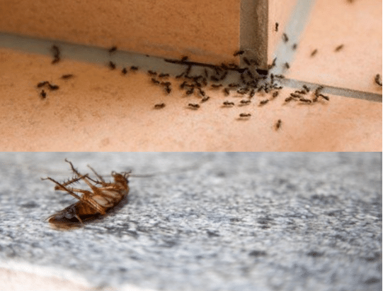 Le dentifrice, votre allié surprenant pour dire adieu aux cafards et fourmis