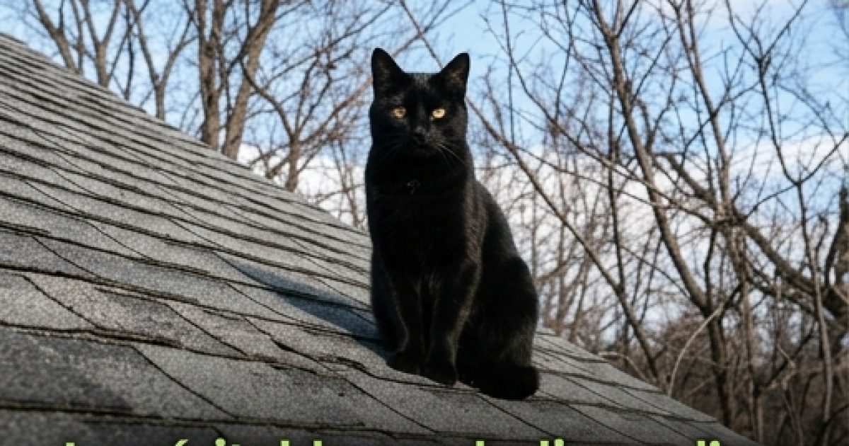 Un chat noir sur votre seuil : simple hasard ou signe à déchiffrer ?
