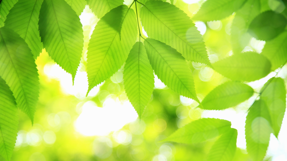 Personne pulvérisant un traitement naturel sur des plantes vertes dans un jardin