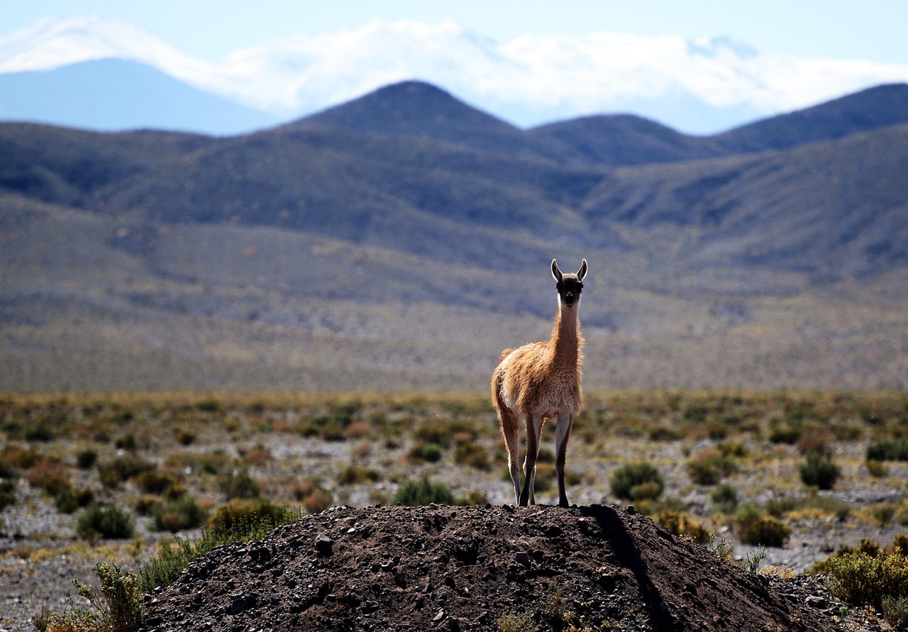Vicuna dans le désert d'Atacama au Chili