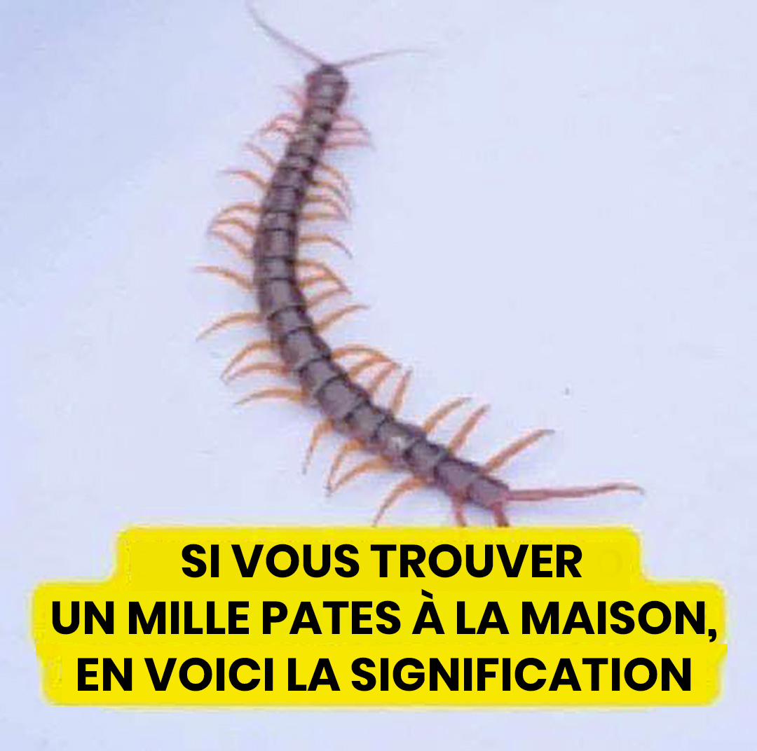 Mille-pattes se déplaçant sur un mur intérieur