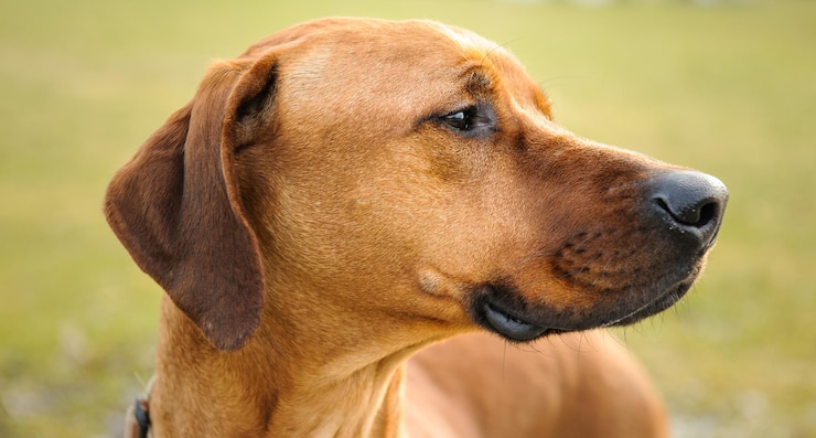 Chien montrant des signes d'inquiétude