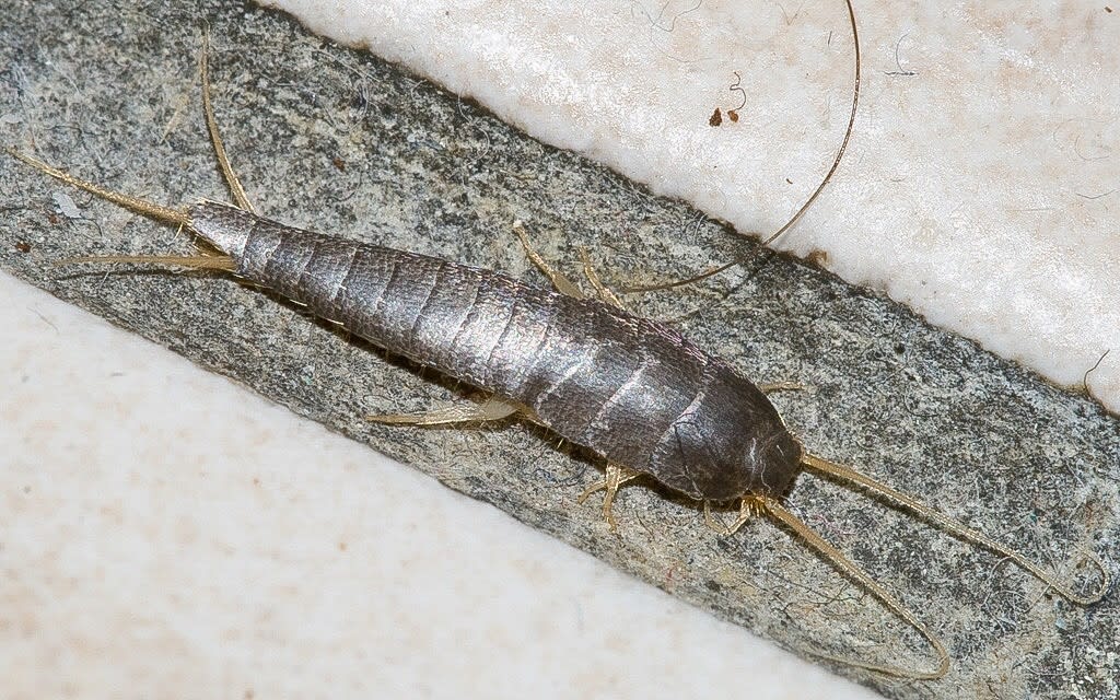 Ce que révèle vraiment la présence du poisson d’argent dans votre intérieur