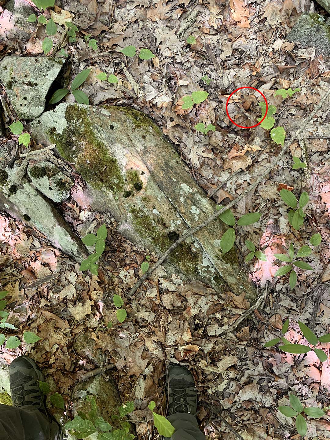Sauras-tu débusquer le serpent caché dans cette image ? Un test qui met vos sens à l’épreuve.