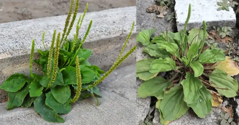 Feuille de plantain majeur