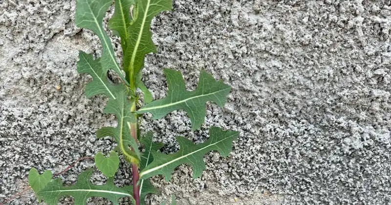 Jeune plant de laitue sauvage poussant en milieu naturel