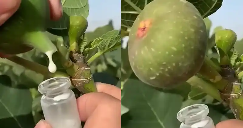 Sève de figuier dans un récipient