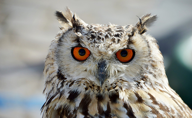 Gros plan sur les yeux perçants d'un hibou