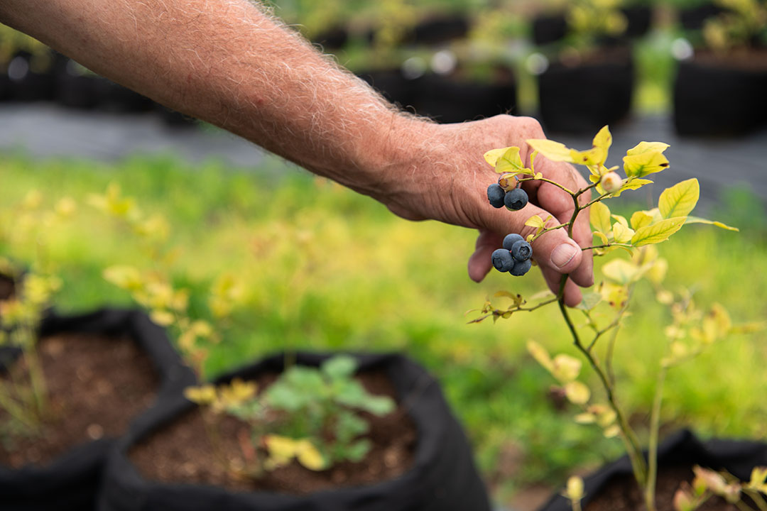 Jeunes plants de myrtilliers