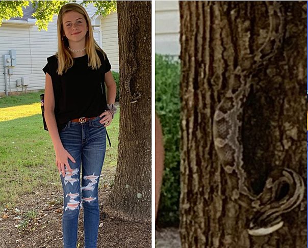 Détail zoomé sur le serpent parfaitement camouflé sur l'écorce de l'arbre