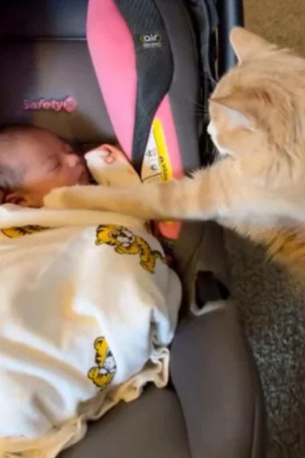 Chat et bébé dormant paisiblement côte à côte