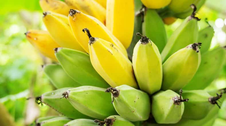 Banane tachetée : ce trésor nutritionnel que vous jetez sans savoir